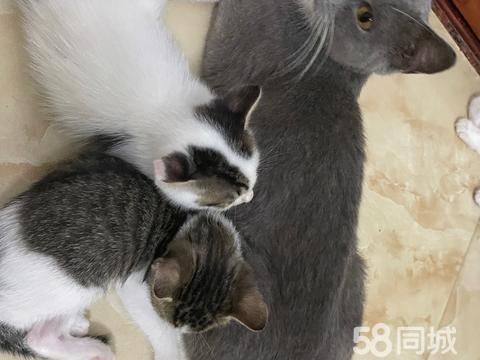 湛江宠物赠送/领养·接猫猫领养