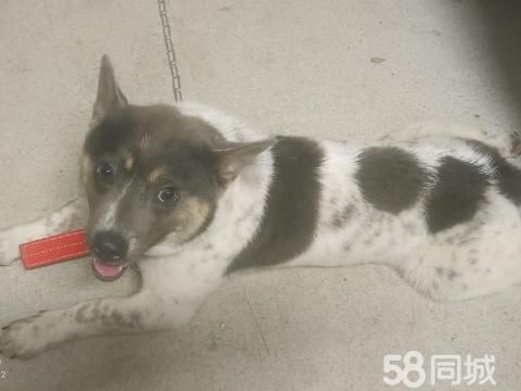 湛江宠物赠送/领养·这狗子不怕生，好懂性需要连系我，是好狗，喜欢过来看