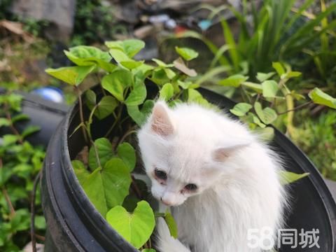 湛江宠物赠送/领养·家养田园猫免费赠送