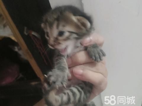 湛江宠物赠送/领养·小猫领养