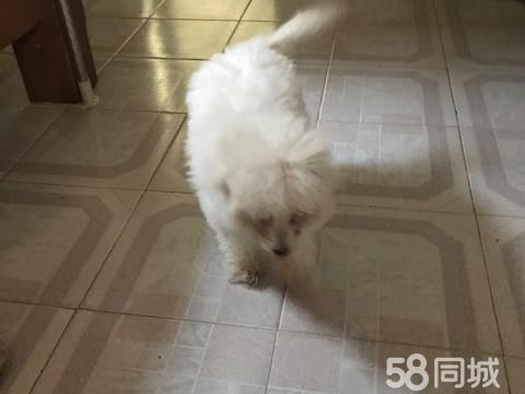湛江宠物赠送/领养·宠物狗领养