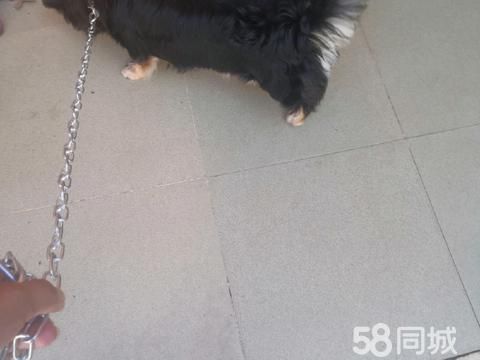 湛江宠物赠送/领养·宠物狗