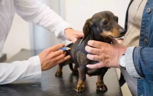 临安宠物医院：宠物健康护理指南？如何预防宠物常见疾病