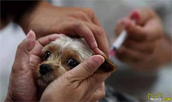 宠物被推荐注射犬八联疫苗，是为爱宠健康还是还有说法？