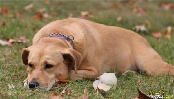 宠物被推荐注射犬八联疫苗，是为爱宠健康还是还有说法？