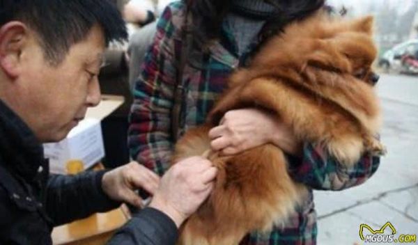宠物被推荐注射犬八联疫苗，是为爱宠健康还是还有说法？