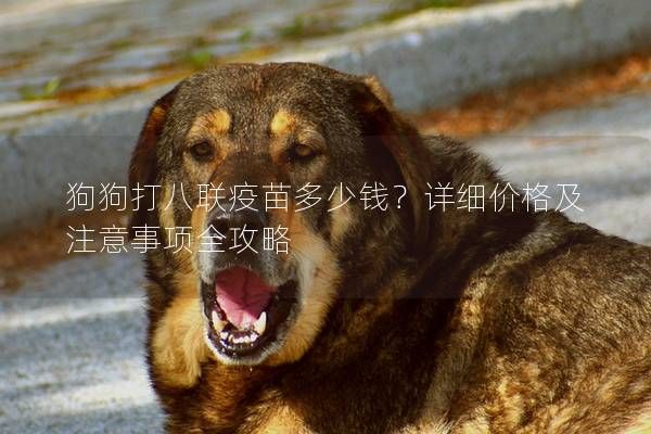 狗狗打八联疫苗多少钱？详细价格及注意事项全攻略