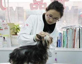 宠物健康,八联疫苗有必要。