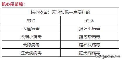 宠物打八联疫苗攻略,一步到位!