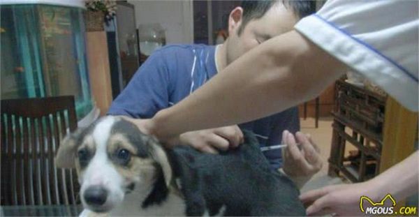辟谣，狗狗其实不需要每一年接种疫苗，且昂贵犬八联与六联相差无几！