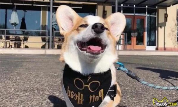 辟谣，狗狗其实不需要每一年接种疫苗，且昂贵犬八联与六联相差无几！