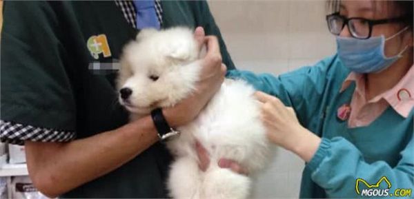 辟谣，狗狗其实不需要每一年接种疫苗，且昂贵犬八联与六联相差无几！