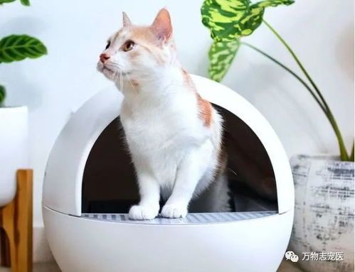 宠物叫醒神器，一触即醒！