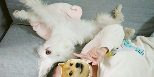 “宠物铃铛，几线最动听？”