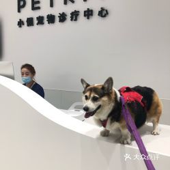 上海宠物群：了解上海宠物市场的最新趋势和热门品种？上海宠物店排行榜