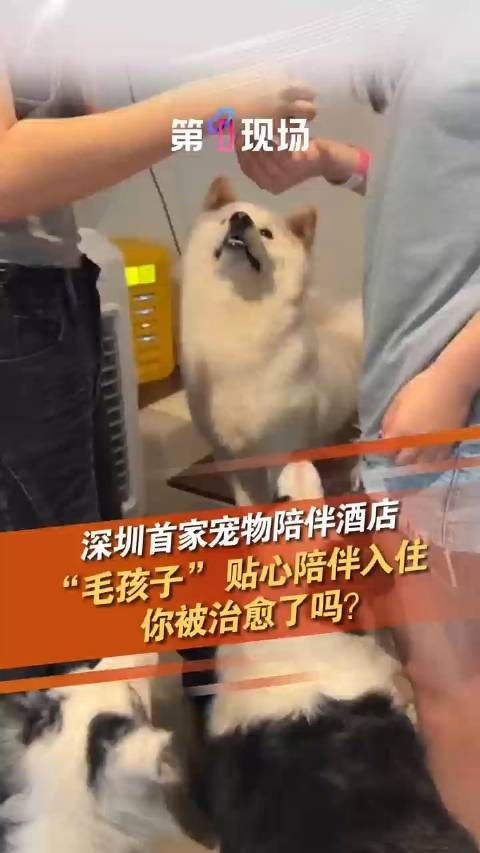 深圳首家宠物陪伴酒店来了 网友：建议全国推广！