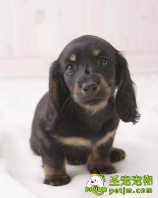 腊肠犬