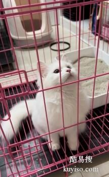 安阳宠物托运公司电话 高素质 费用合理