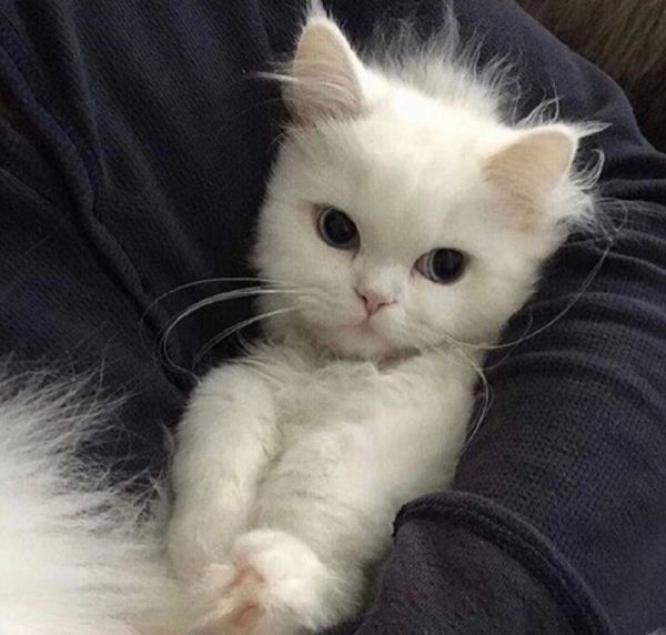 头像 #男生头像 #抱猫头像 #宠物头像 #头像分享 #可爱头 