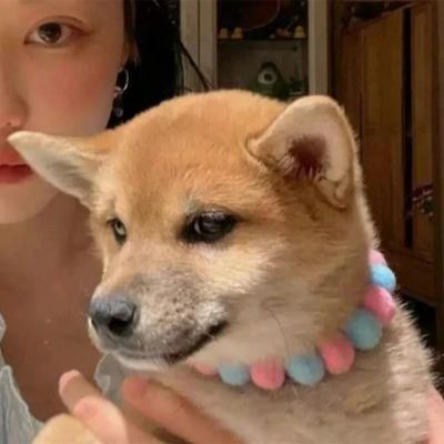 手抱动物的女生头像宠物小猫小狗的