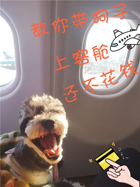 怎么带宠物狗上飞机？记住这几点爱宠也可以做客舱(非托运)