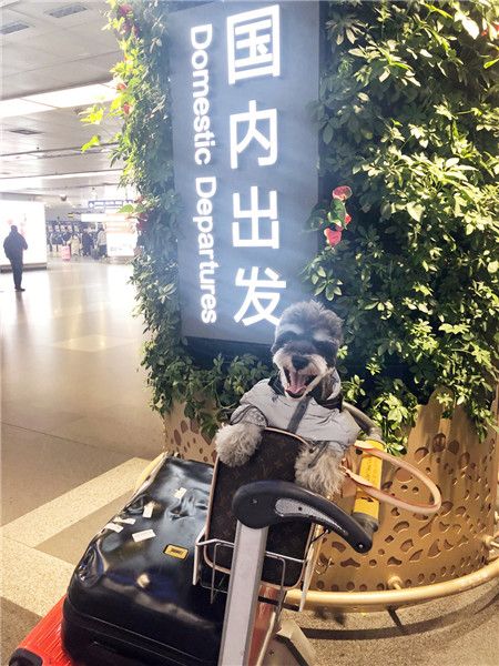 怎么带宠物狗上飞机？记住这几点爱宠也可以做客舱(非托运)