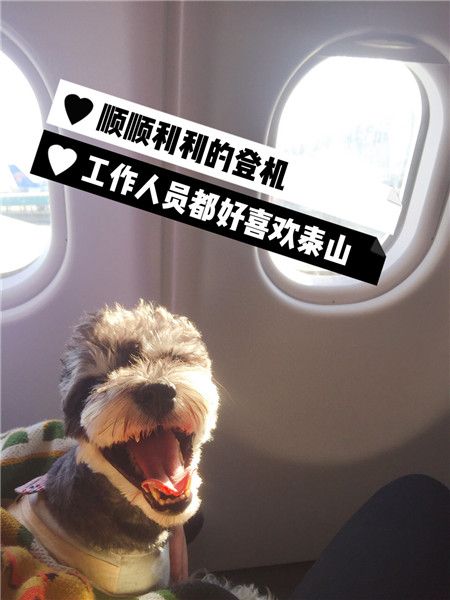 怎么带宠物狗上飞机？记住这几点爱宠也可以做客舱(非托运)