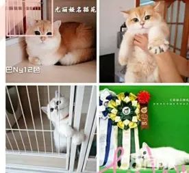 店主头像