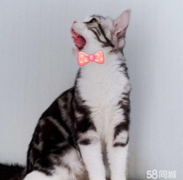 店主头像