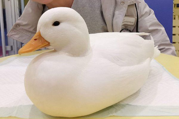世界上最贵的宠物鸭子:一颗蛋高达500元成年鸭1.5万元