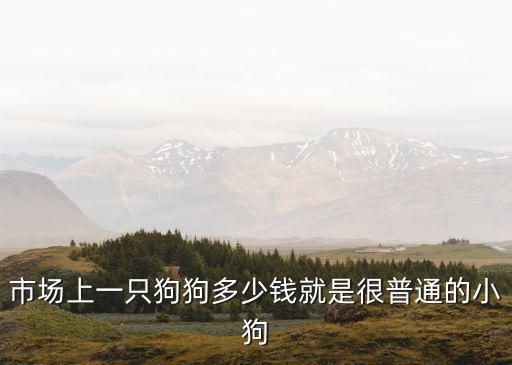 市场上一只狗狗多少钱就是很普通的小狗