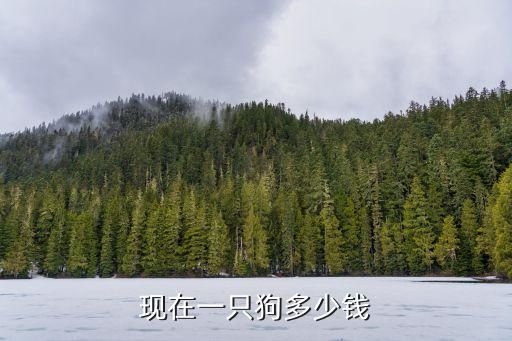 现在一只狗多少钱