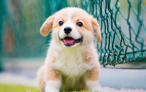 常见的中、小型宠物犬，大概多少钱一只？
