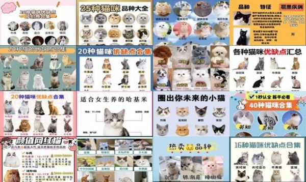 猫咪的品种及价格