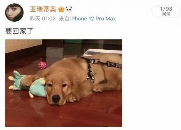 收空运的钱却走陆运？宠物托运途中死亡，多部门介入，陈乔恩愤怒发声