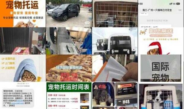 广州帮帮国际宠物托运公司电话