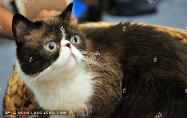 宠物猫,加菲猫