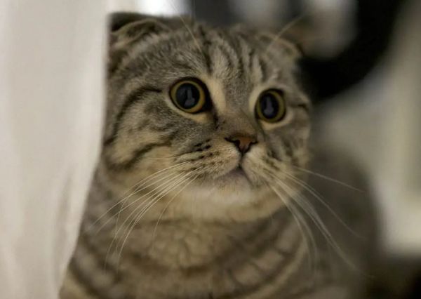 猫咪打完止吐针还一直呕吐，该怎么办？养护方法有哪些？