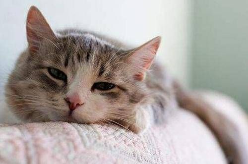 宠物猫拉稀呕吐，初识症状处理指南