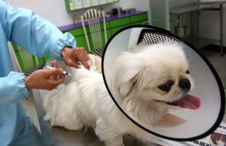 给宠物绝育：为什么要绝育宠物？绝育前后注意事项和护理指南