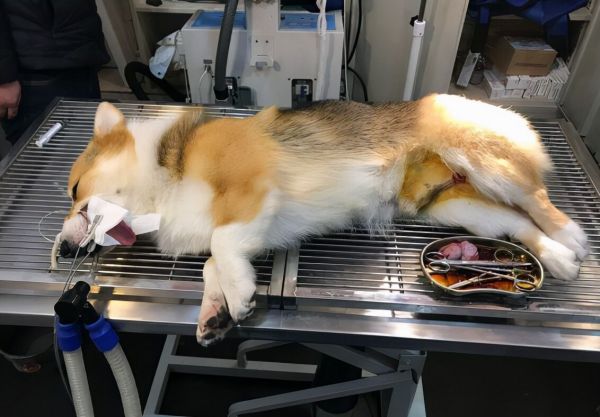 狗狗绝育利弊全解析:宠物医生揭秘手术必要性