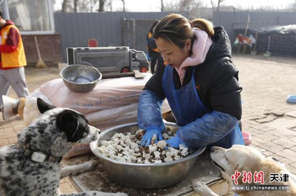 “卿卿流浪动物救助中心”十年如一日坚持救助流浪动物。 黄春喆 摄