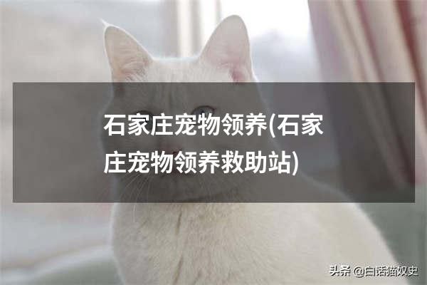 石家庄宠物领养(石家庄宠物领养救助站)