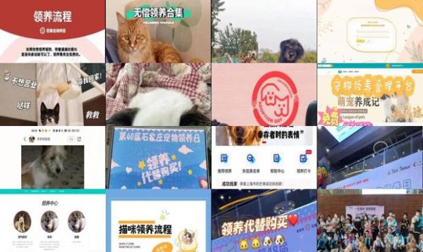 石家庄宠物领养平台