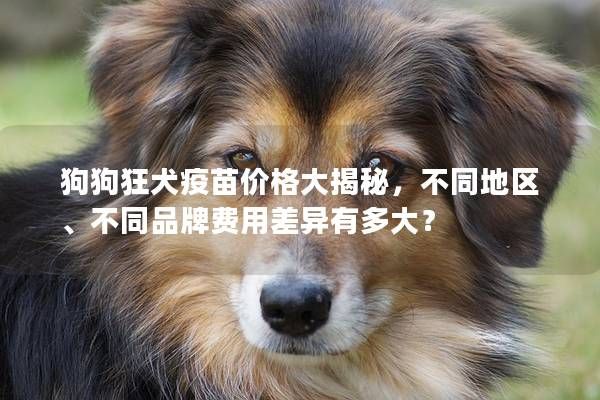 狗狗狂犬疫苗价格大揭秘，不同地区、不同品牌费用差异有多大？