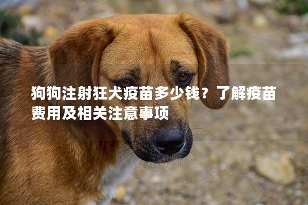 狗狗注射狂犬疫苗多少钱？了解疫苗费用及相关注意事项