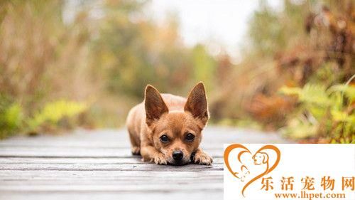 托运狗狗多少钱 狗狗托运需要注意的事项