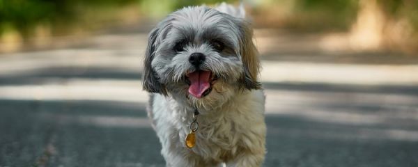 狗狗细小死前征兆有哪些