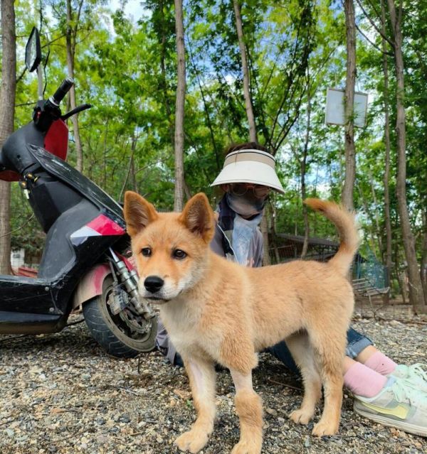 犬患细小的症状及预防措施（了解细小病毒引发的犬症状，保护您的宠物）