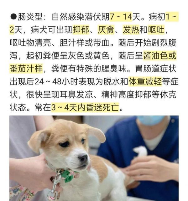 犬患细小的症状及预防措施（了解细小病毒引发的犬症状，保护您的宠物）